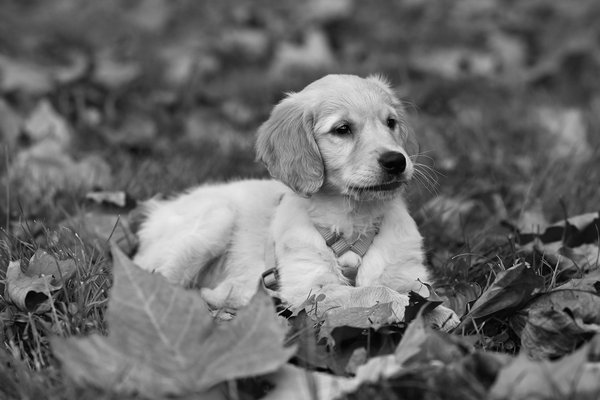 Le guide essentiel des harnais pour chien à choisir