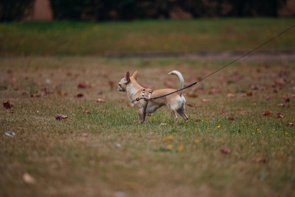 Allergie aux chats et compagnie aérienne : quelles sont les régulations ?