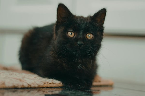 Choisir les cosmétiques et soins essentiels pour l'entretien des chevaux