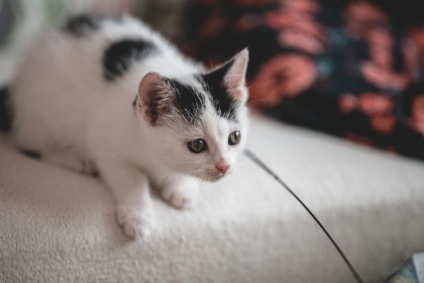 Les bienfaits des animaux de compagnie sur notre santé